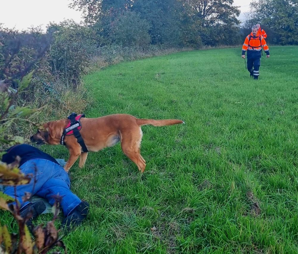 Hund auf Personensuche