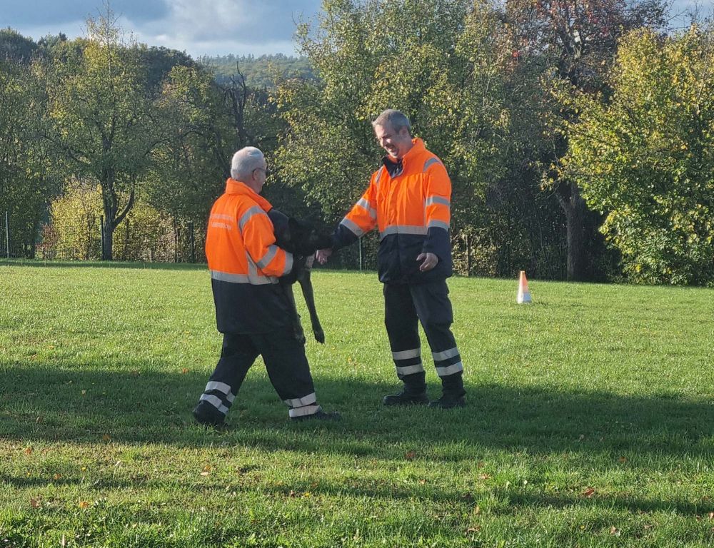 Hunde werden getragen